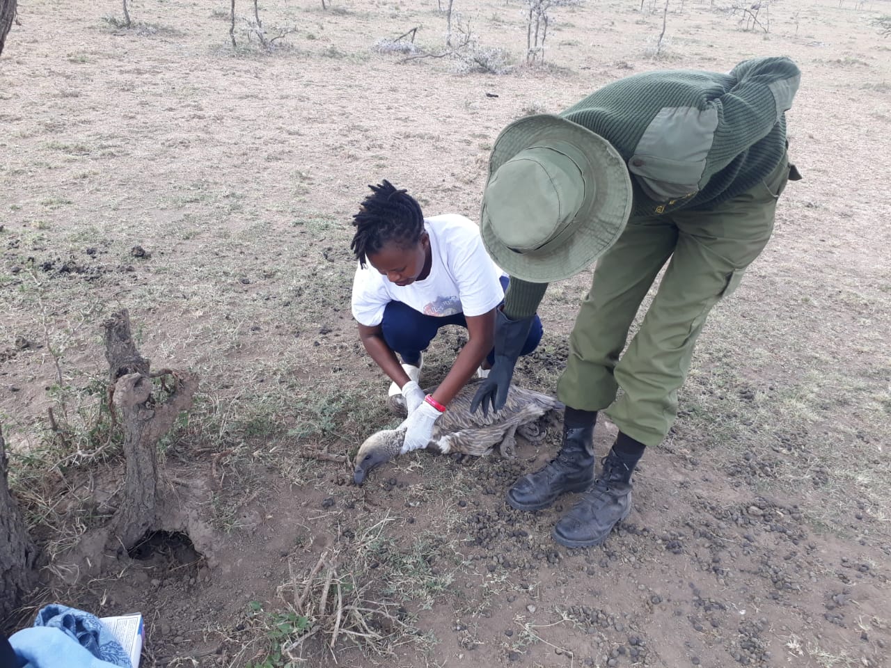 Valerie Nasoita and a ranger work to provide care to a sick vulture