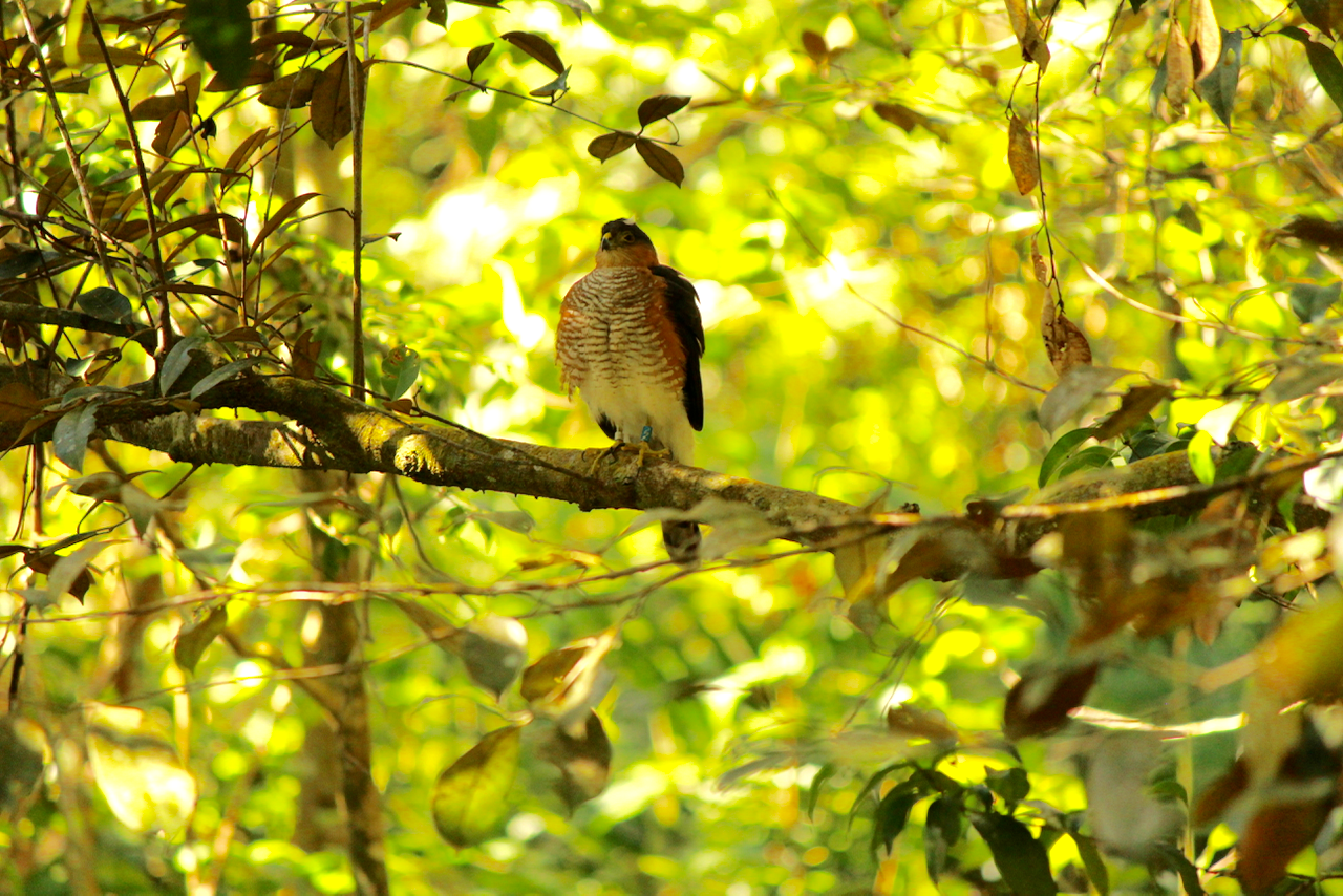 Puerto Rican Sharp-shinned Hawk, &quot;2/Z&quot;, perched calmly near her nest tree.