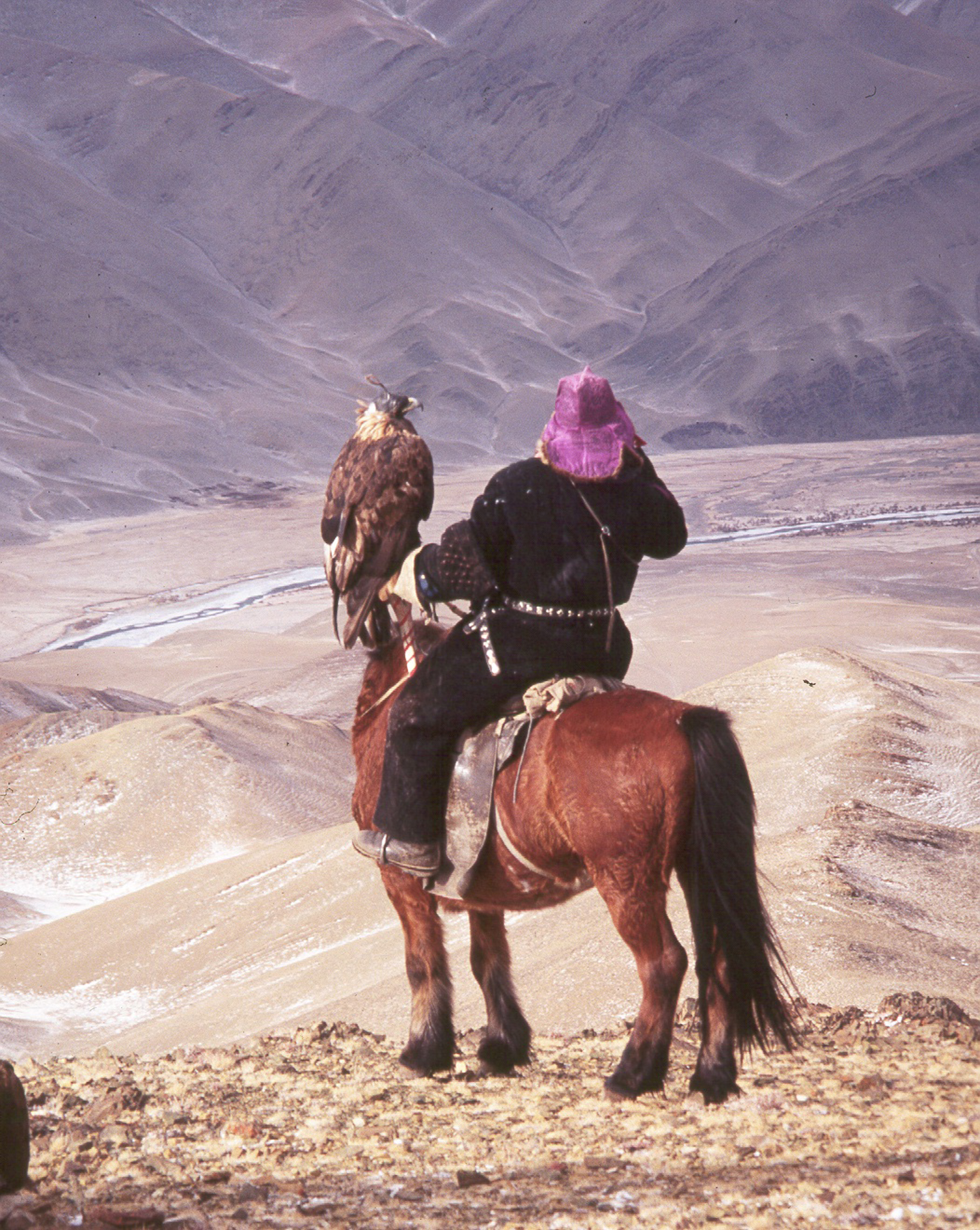 A Mongolian falconer on horseback surveys the landscape with a Golden Eagle perched on his arm