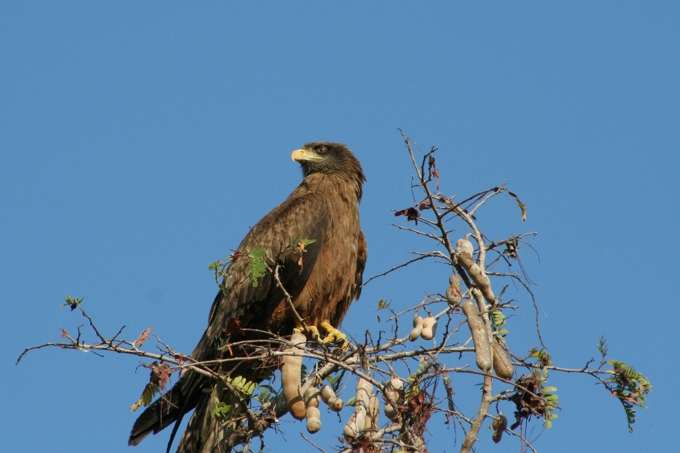 A bird of prey perched high in a tree