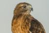 Phoenix the Red-tailed Hawk