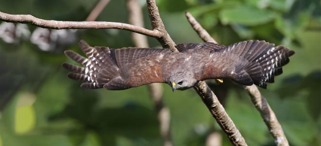 A Ridgway's Hawk with its wings spread taking flight from a branch