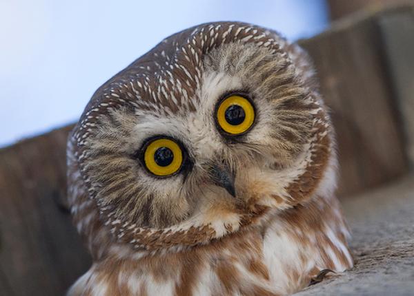 A northern saw-whet owl looks out from a nest box