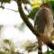 Adult Puerto Rican Sharp-shinned Hawk perched on a vine