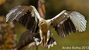 Palm Nut Vulture – Andre Botha photo
