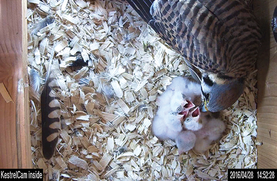 female kestrel feeds nestling inside a nest box