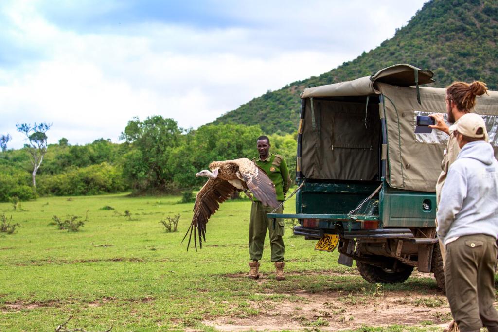 A Lappet-faced Vulture takes off in flight as it is released to the wild