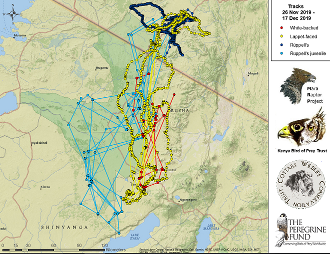 A map shows the movements of vultures across Kenya and Tanzania