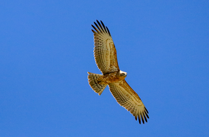 A juvenile Black-chested Snake-eagle soars overhead