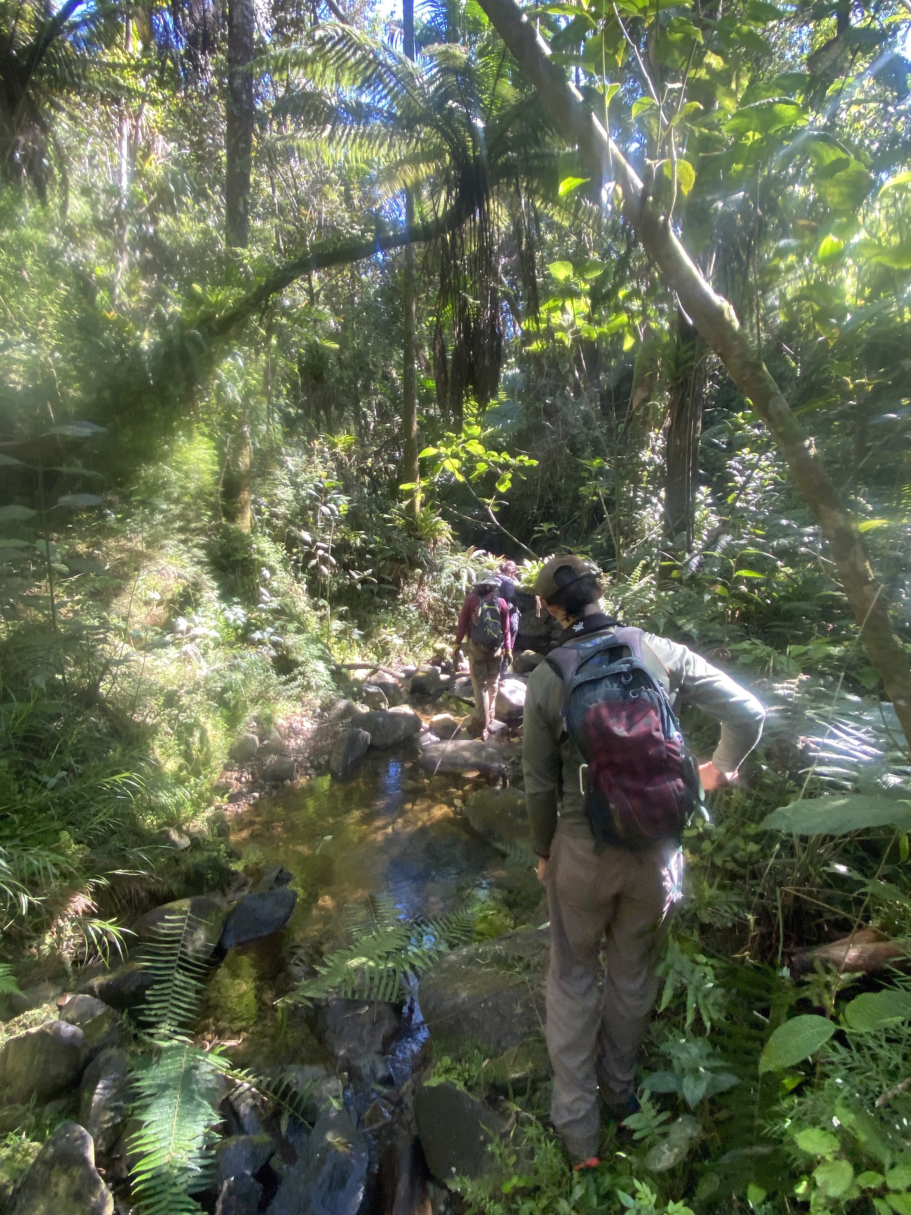 Puerto Rican Sharp-shinned Hawk Crew hiking towards a nesting area.