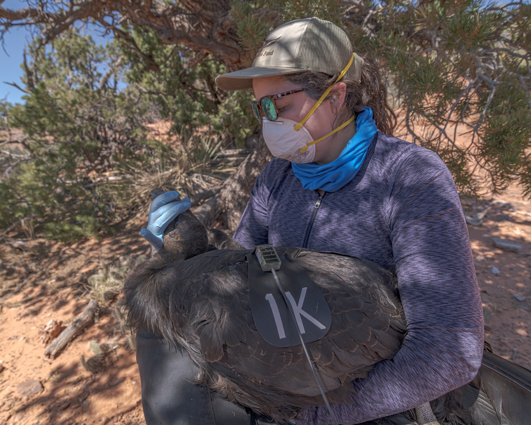 Angela Woodside carefully holds California Condor 1K prior to release back to the wild