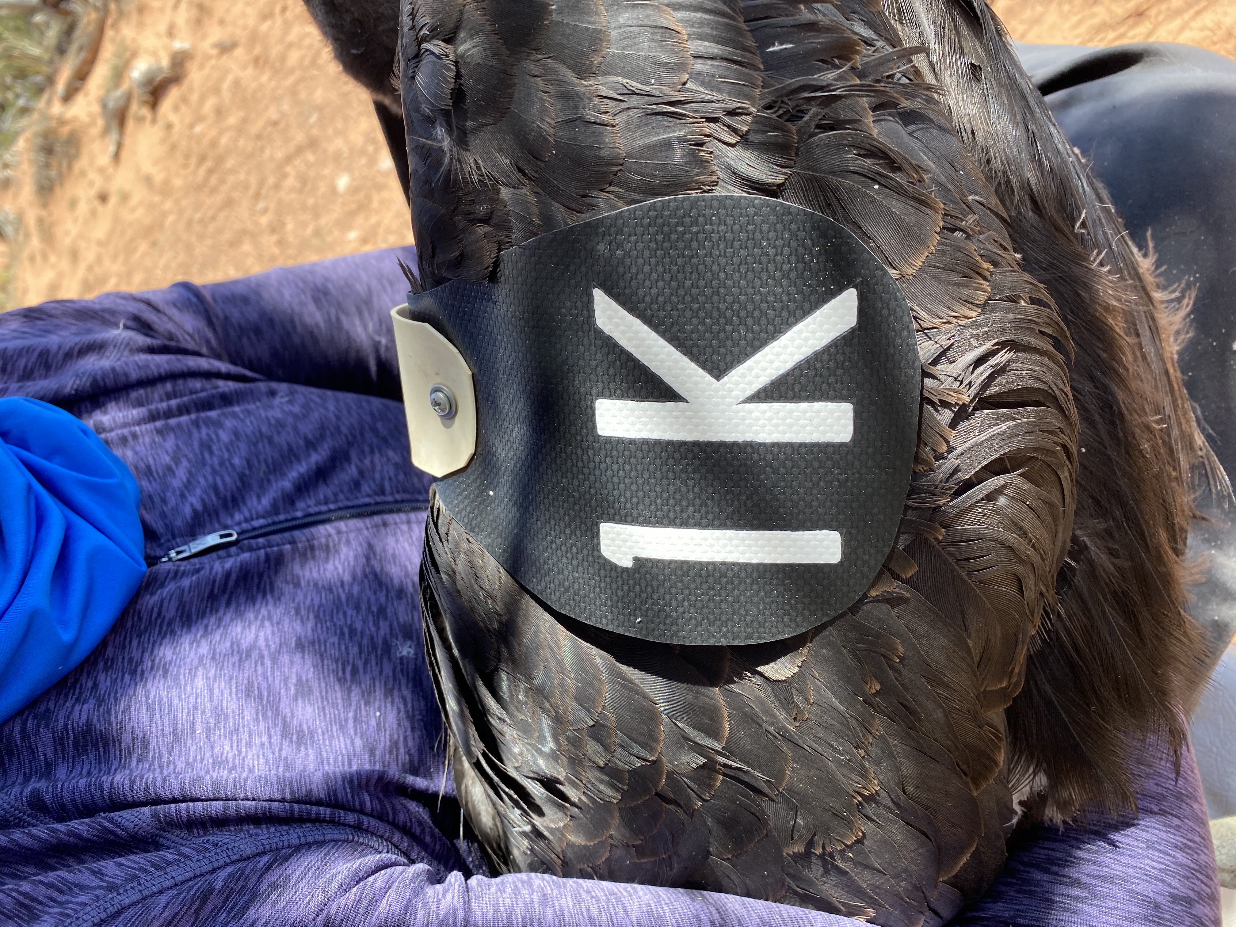 California Condor wing tag 1K