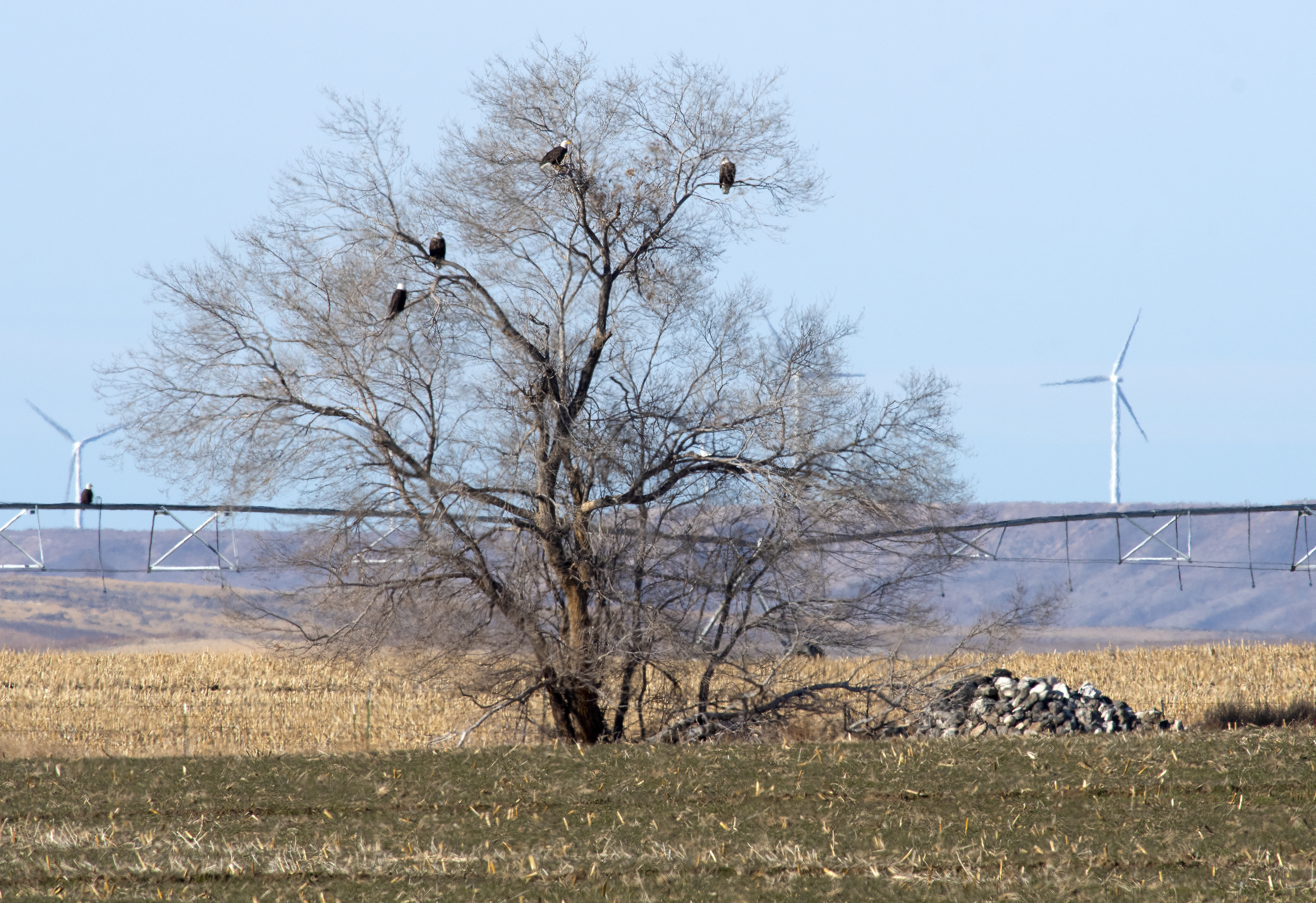 Bald Eagles perch in a tree in front of a wind facility in Idaho
