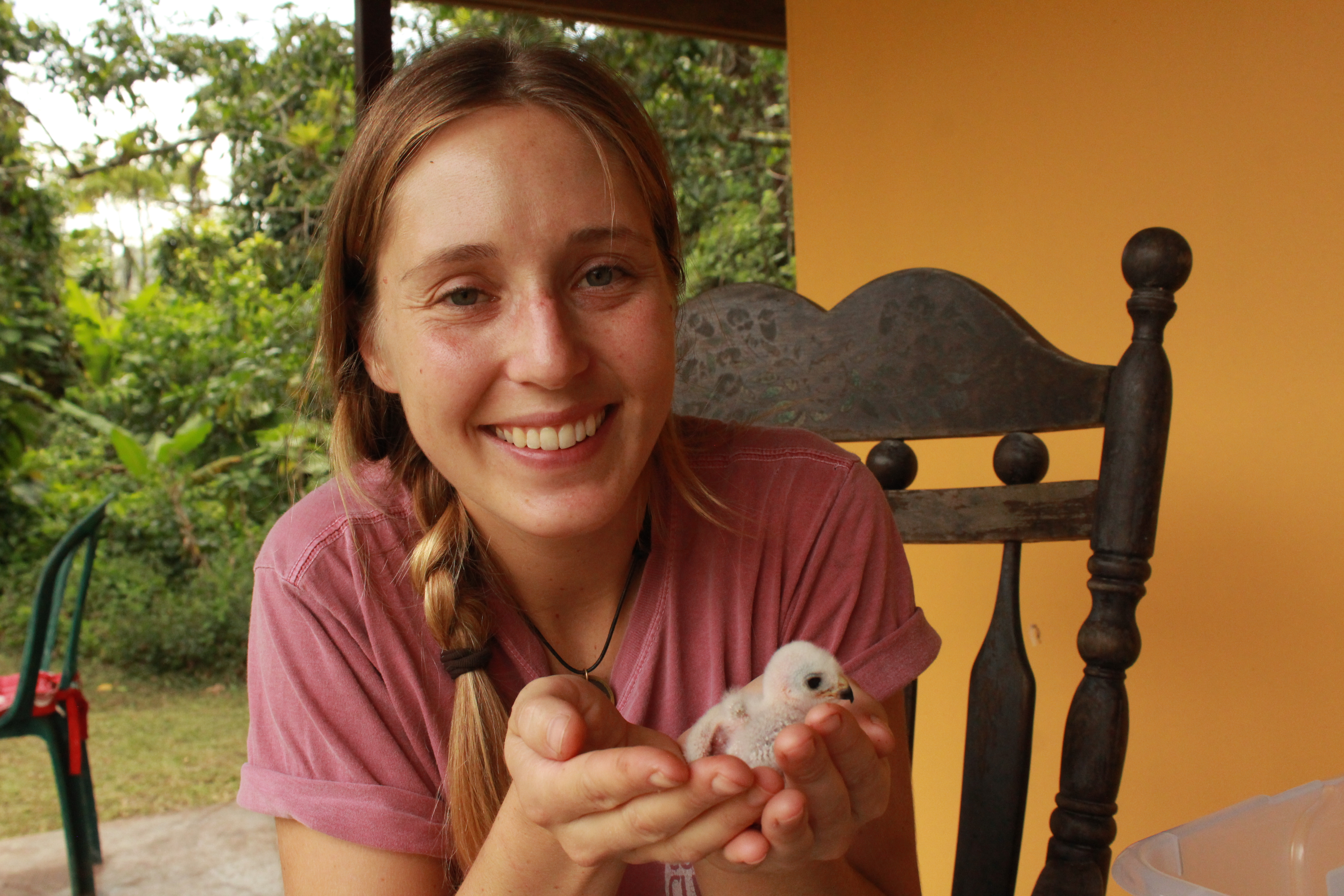 Hana Weaver holds a tiny Puerto Rican Sharp-shinned Hawk nestling in her hands
