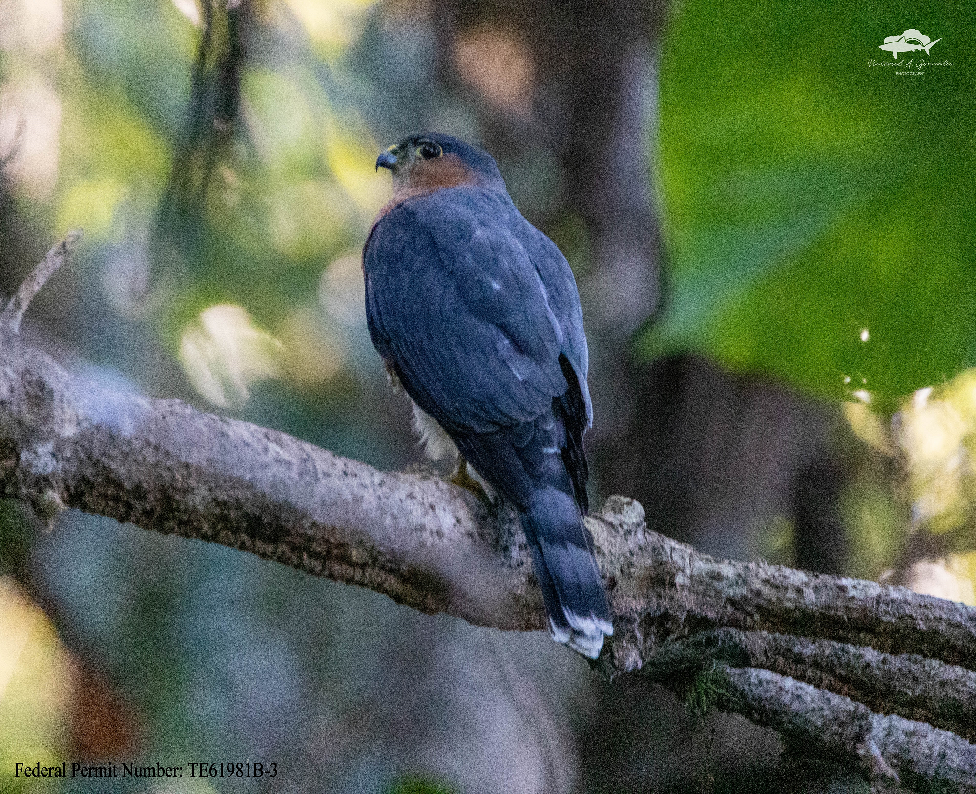 Male Puerto Rican Sharp-shinned Hawk at a field site in Maricao Commonwealth Forest