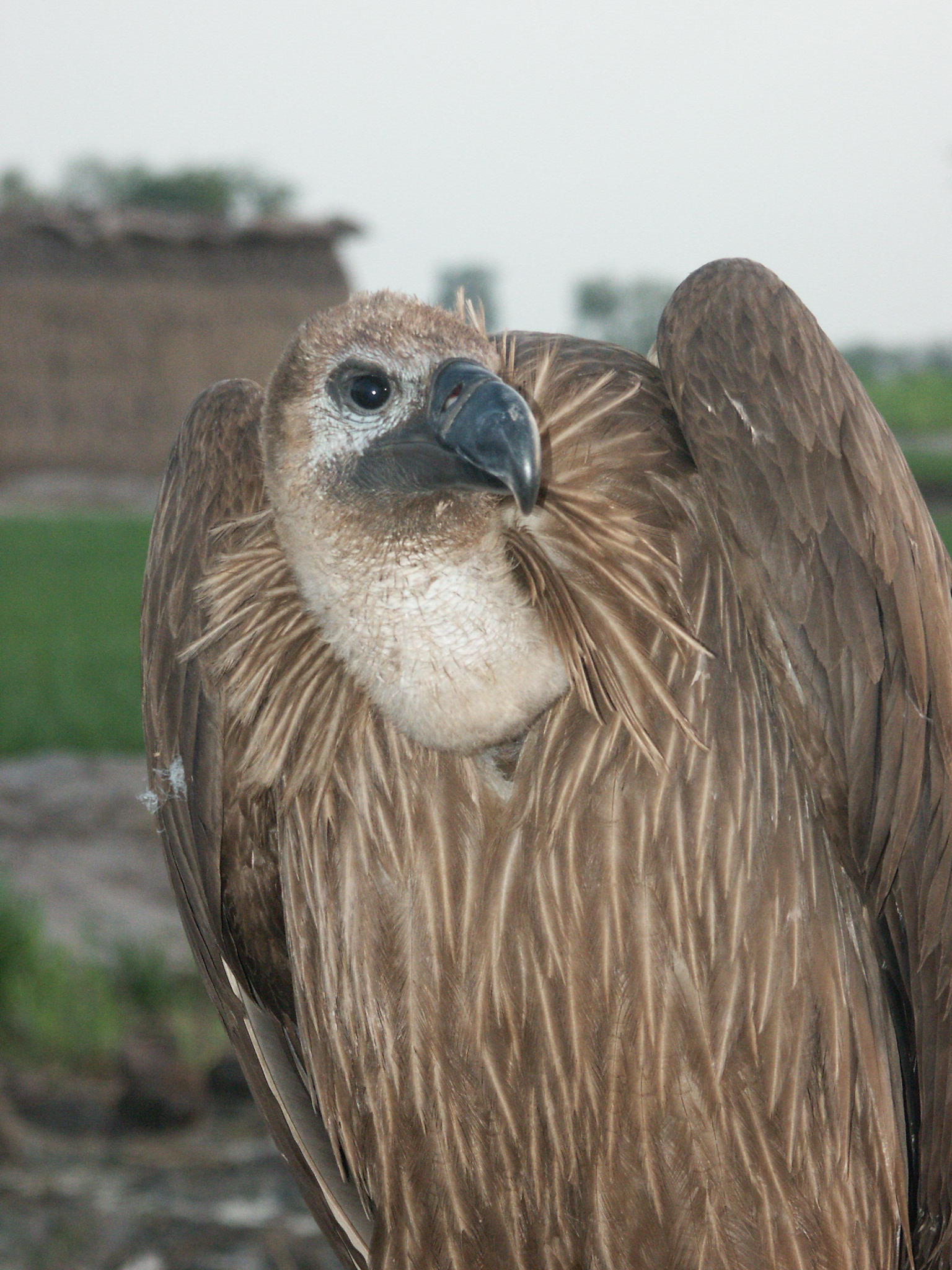 A close up of a White-rumped Vulture