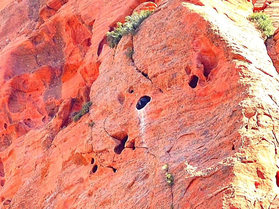 California Condor 1K peeks out of the nest cave at Zion National Park in 2019