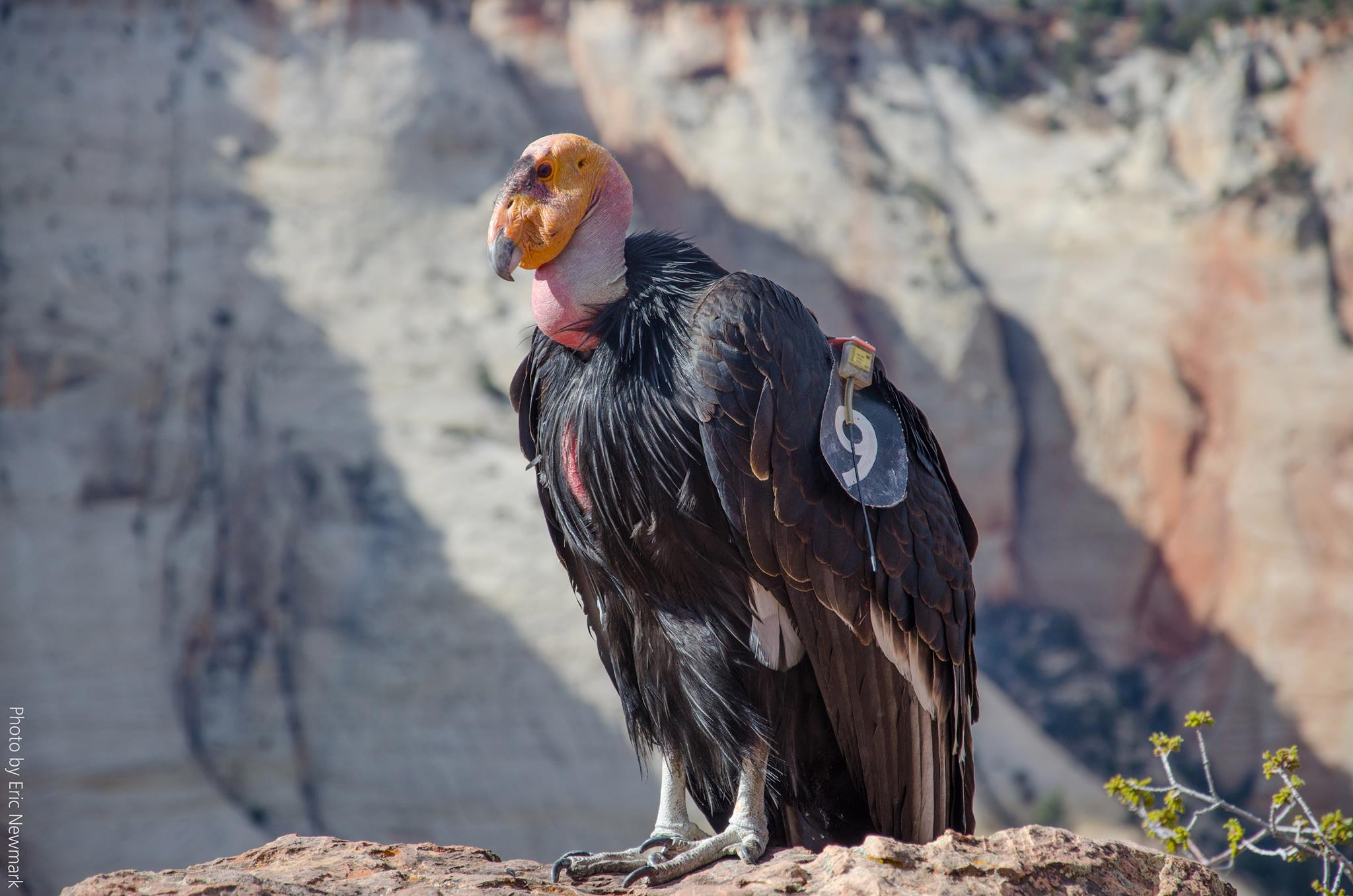 The female condor from the Zion National Park pair is pictured perched atop a rock. Photo courtesy of the National Park Service