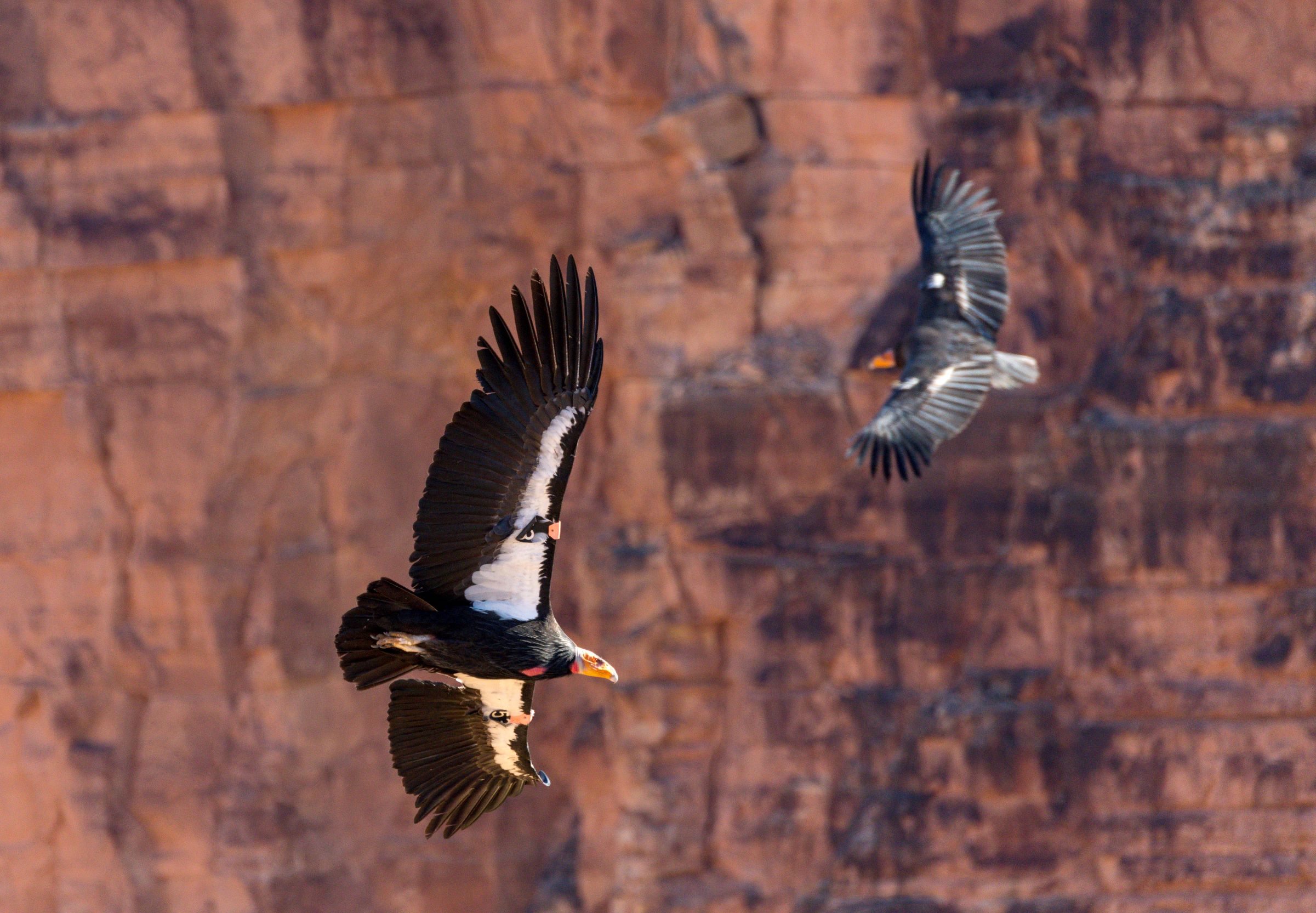 Two adult California Condors circle in Arizona