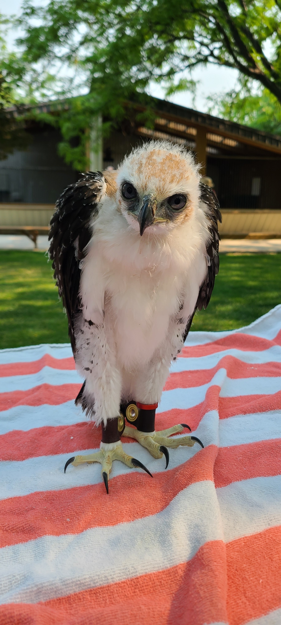 Tulio the Ornate Hawk-eagle stands on a towel in the World Center for Birds of Prey's courtyard. He is 52 days old in this photo.