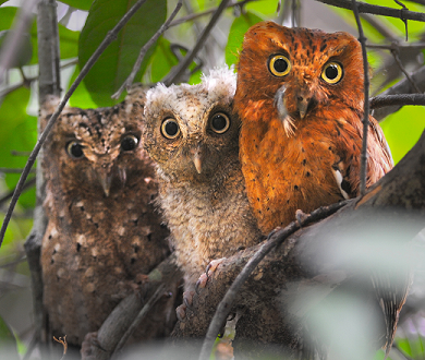 Three Sokoke Scops Owls perch side by side on a branch
