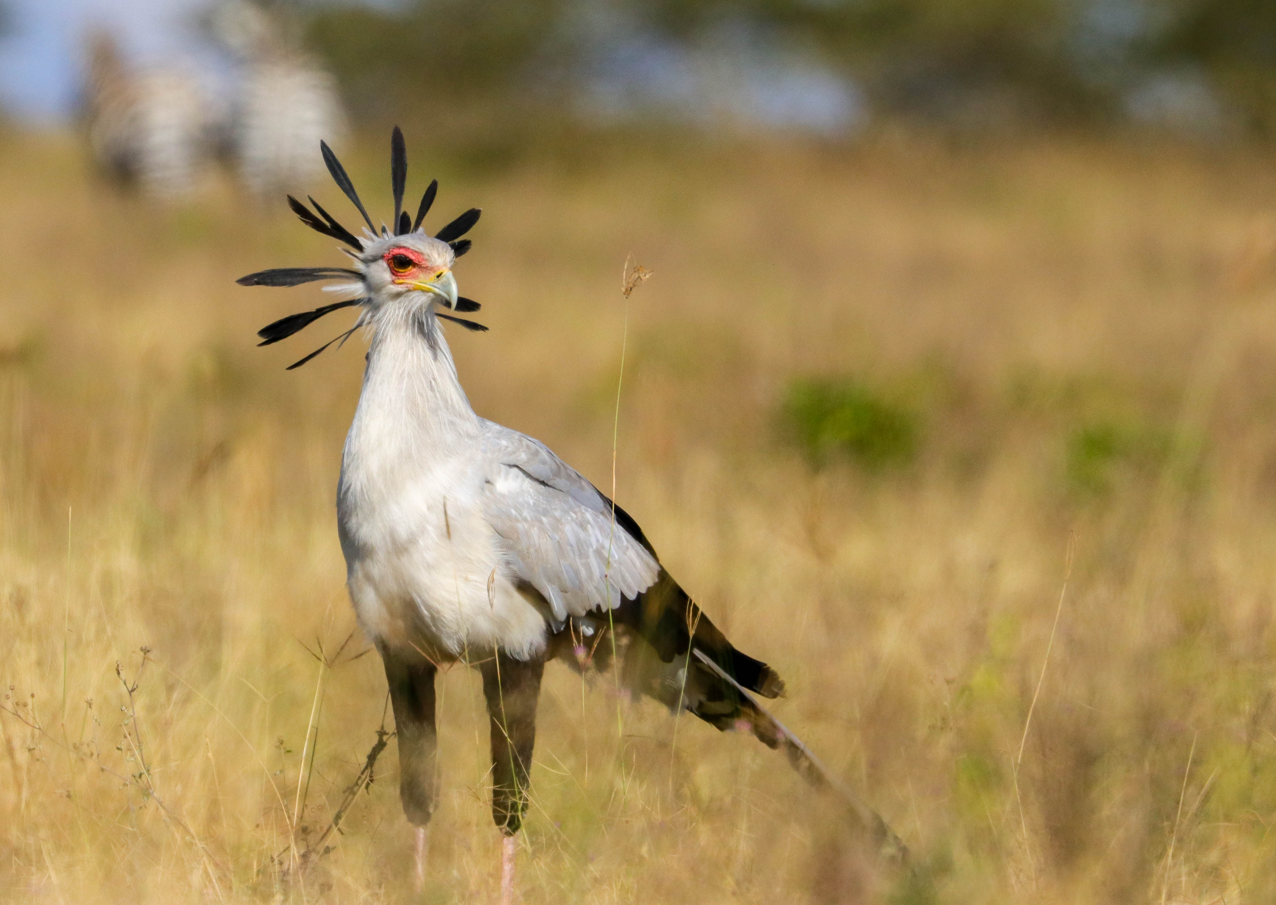 A Secretarybird stands in a grassy field in Kenya