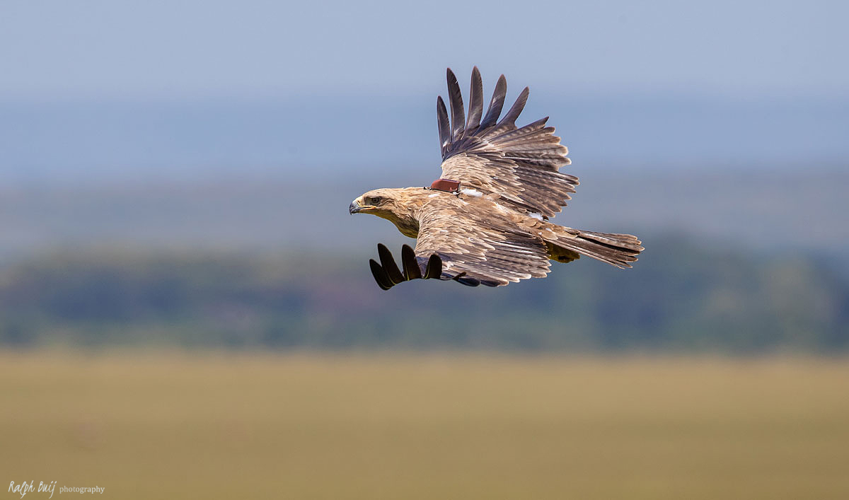 A bird of prey with a tracker flying