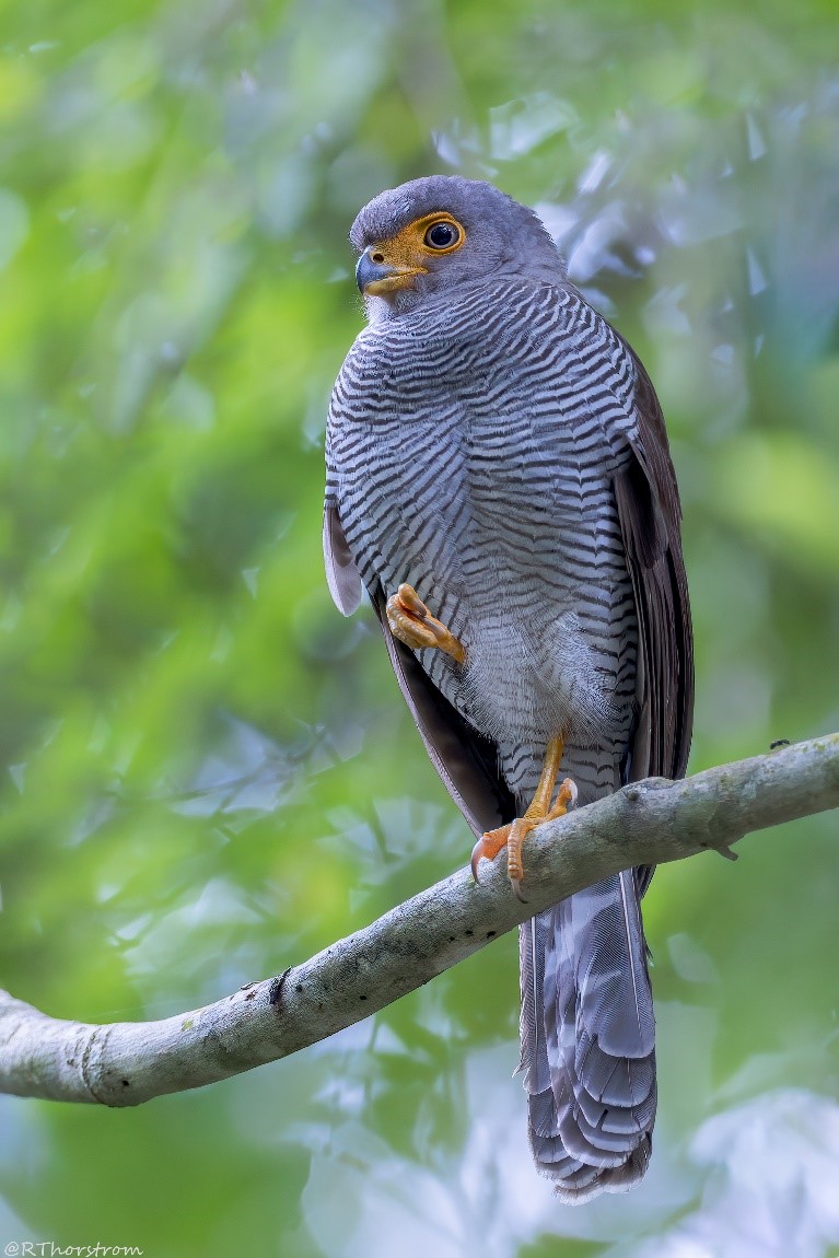 A Barred Forest Falcon perches in a tree.