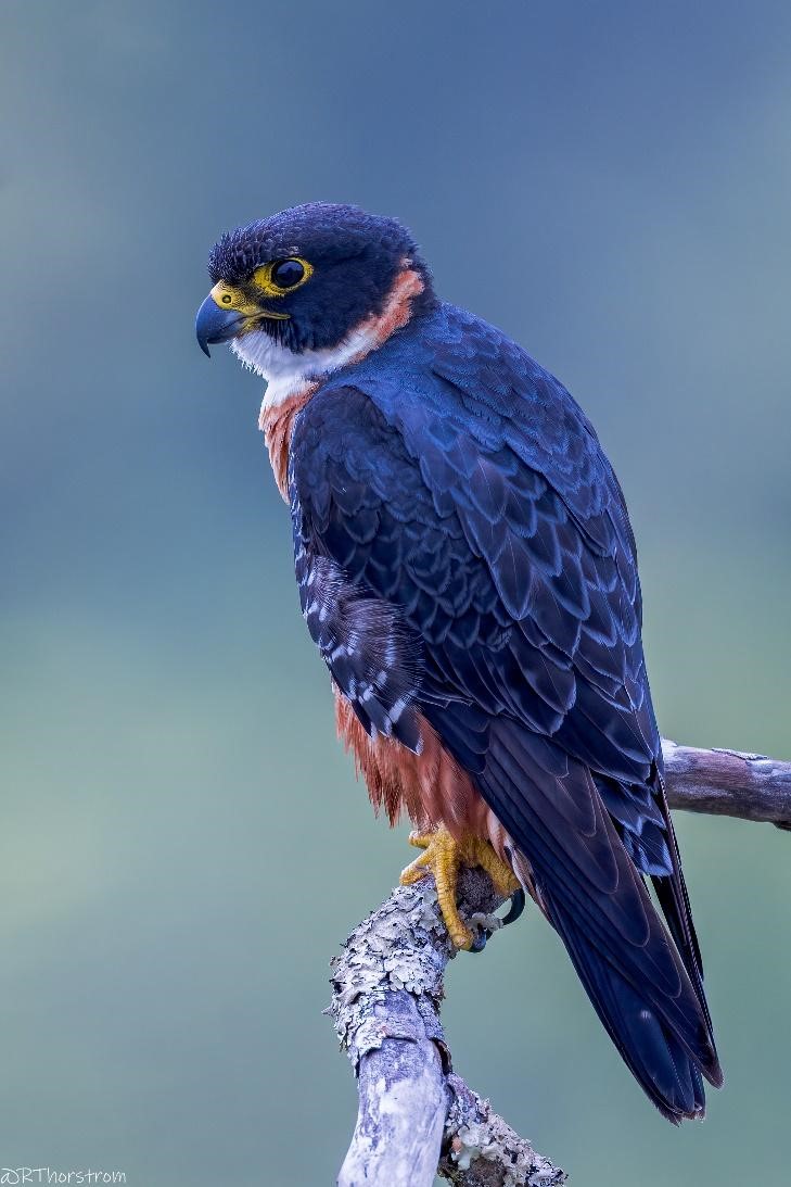 An Orange-breasted Falcon perches in a tree.