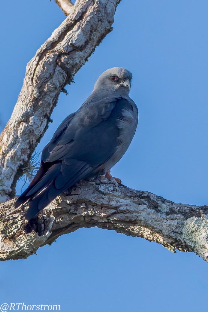 A Plumbeous Kite perches in a tree.