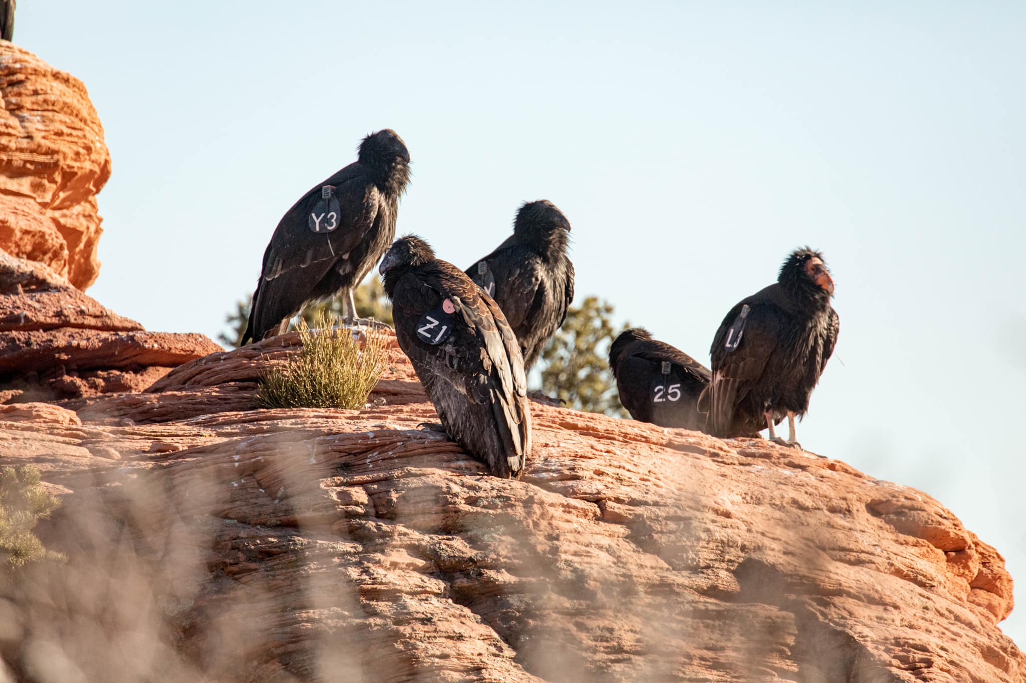 Five California Condors perched on a cliff