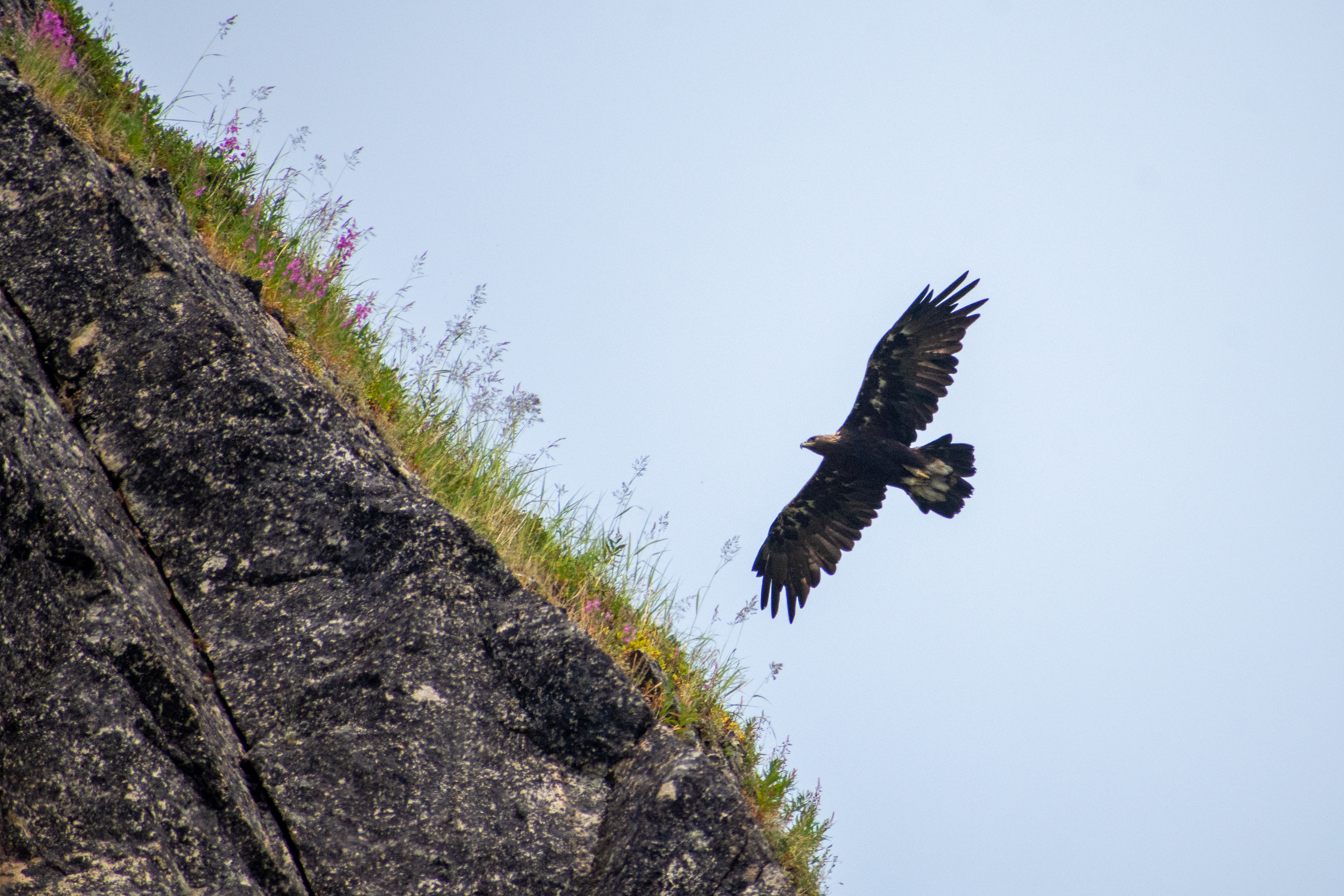 Immature Golden Eagle flying past a mountain