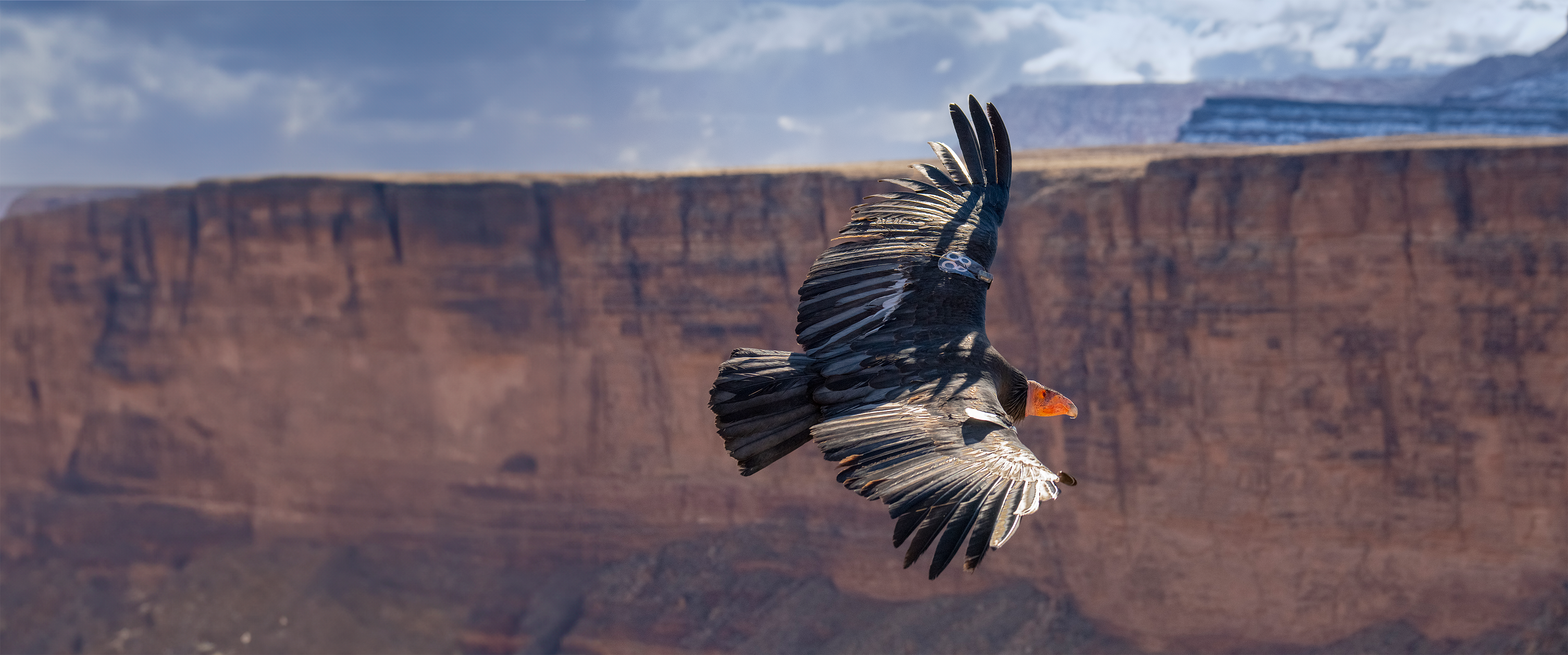 A California Condor soars through a red rock canyon.