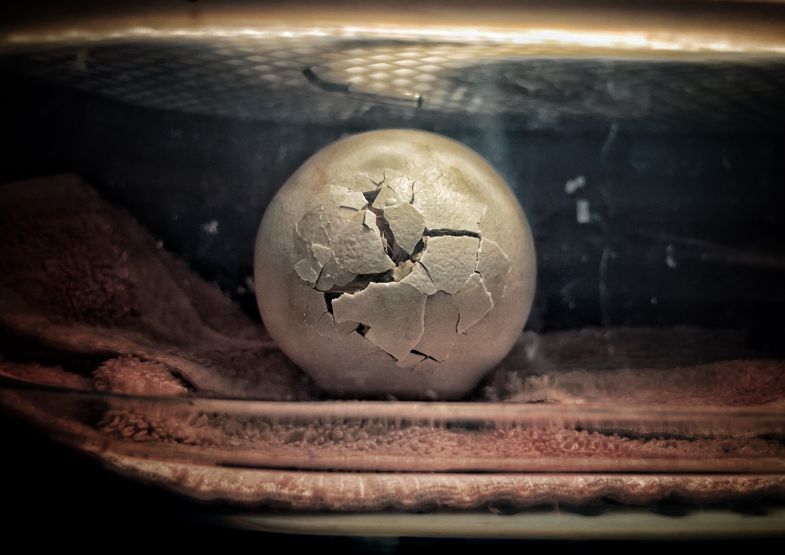 The egg containing Condor 1221 hatching in an incubator