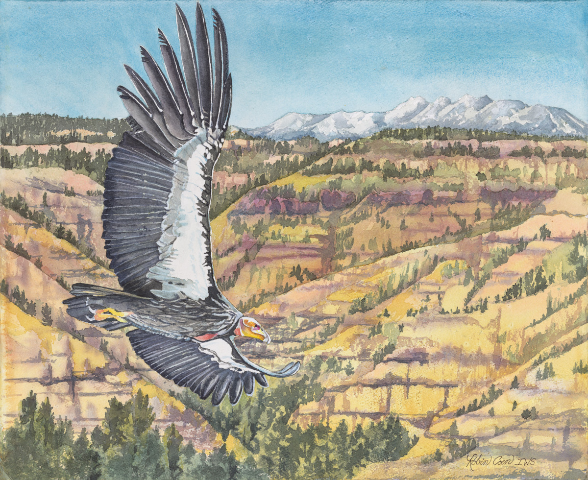 Painting by Robin Coen of Condor over Hells Canyon