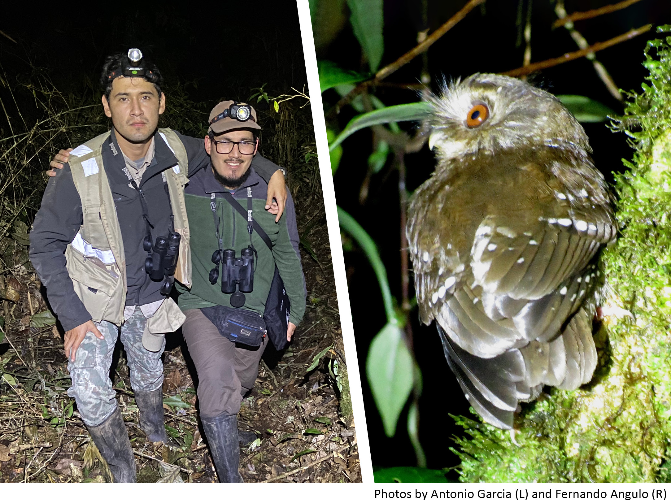 Two photos: left shows two scientists in the field at night; right shows a small owl perched on a moss-covered tree