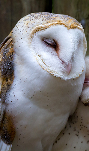 barn owl image for TESTING ONLY - remove from system