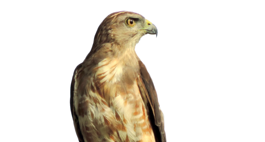 An image of a hawk