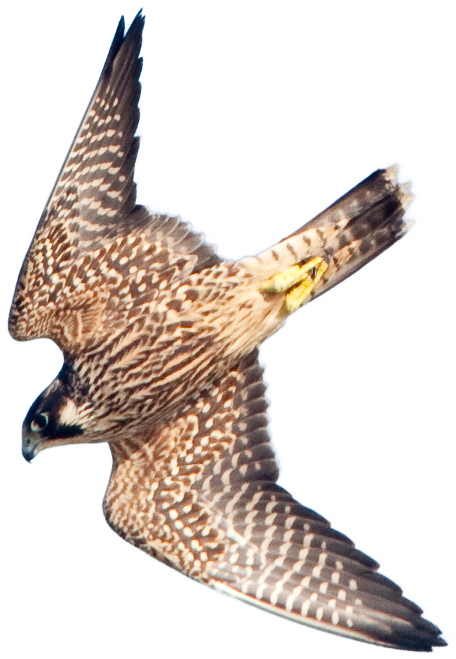 An image of a falcon