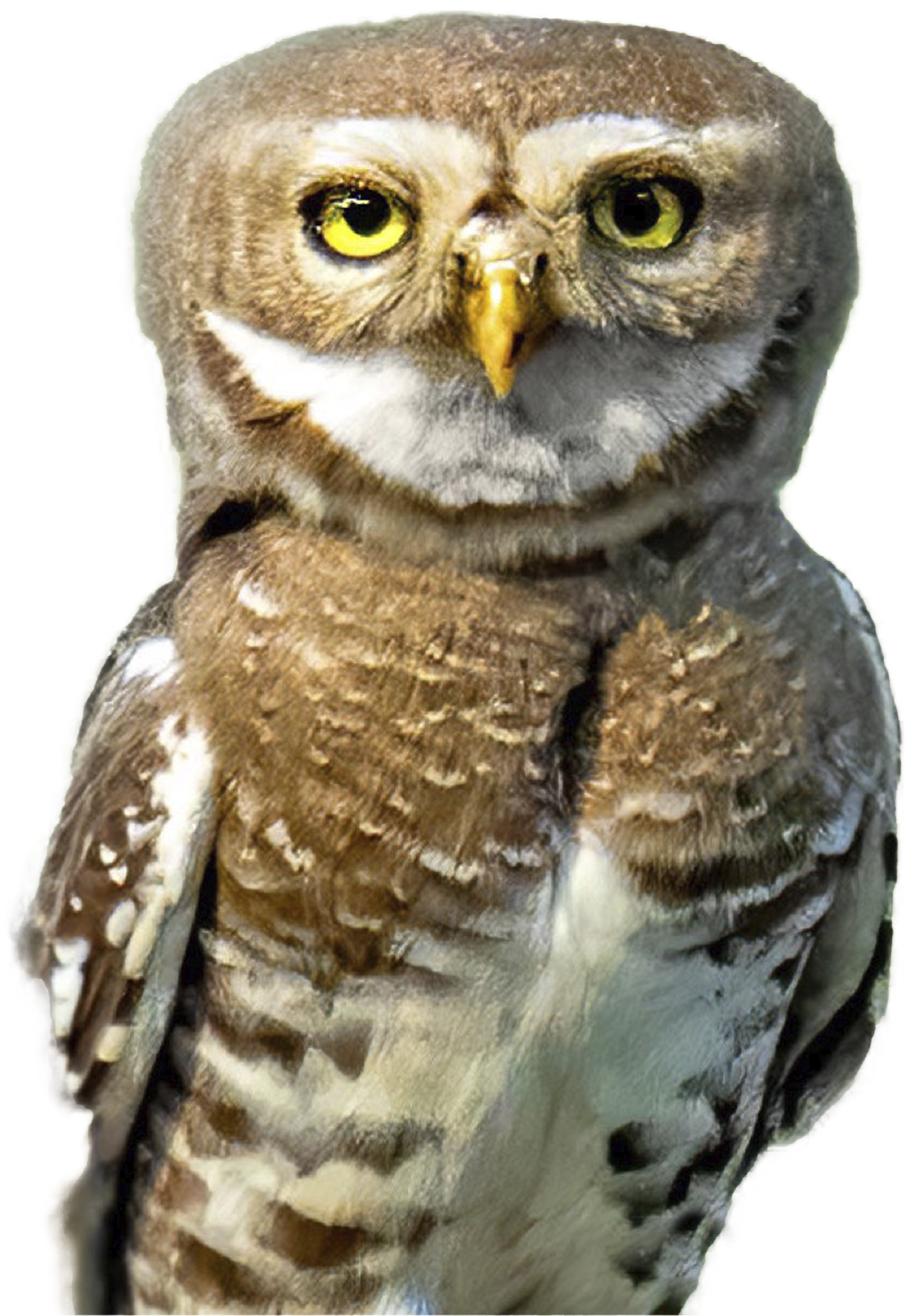 An image of an owl