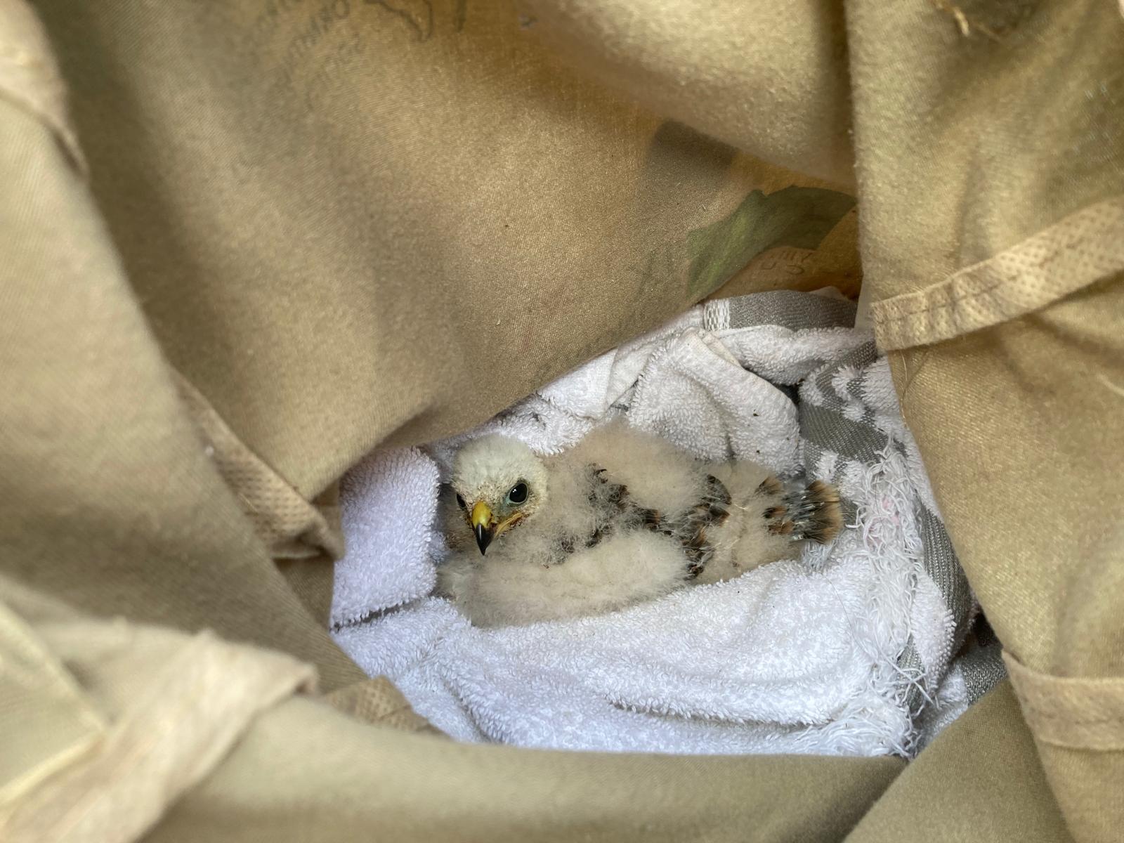 Puerto Rican Sharp-shinned Hawk nestling in canvas tote