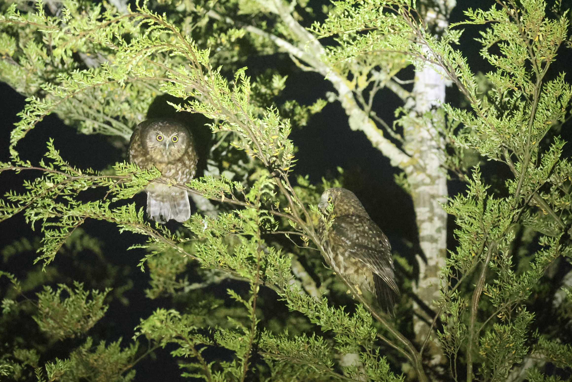 Two small owls perched in a tree