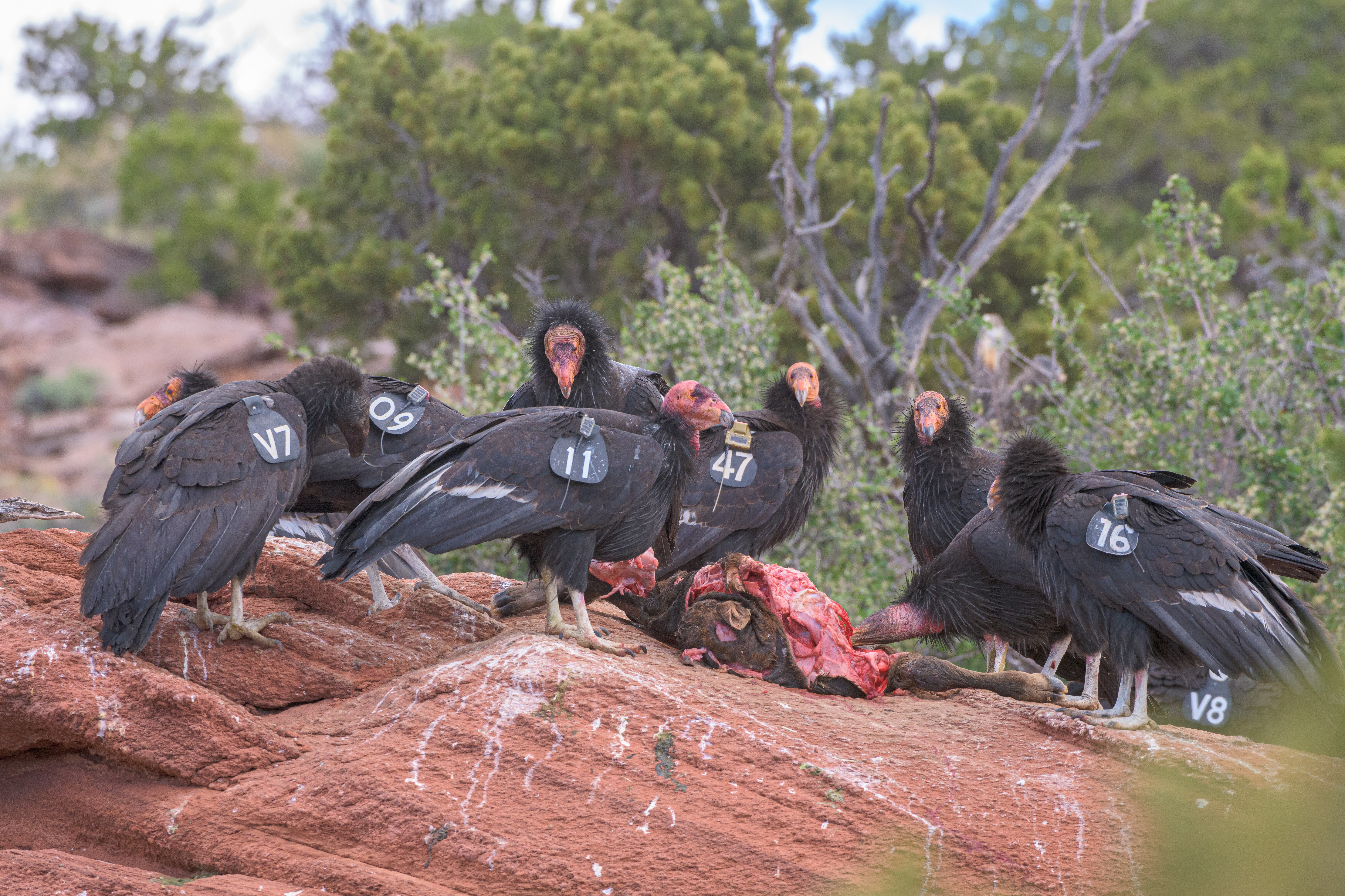 Eight California Condors eat a calf carcass on red rock