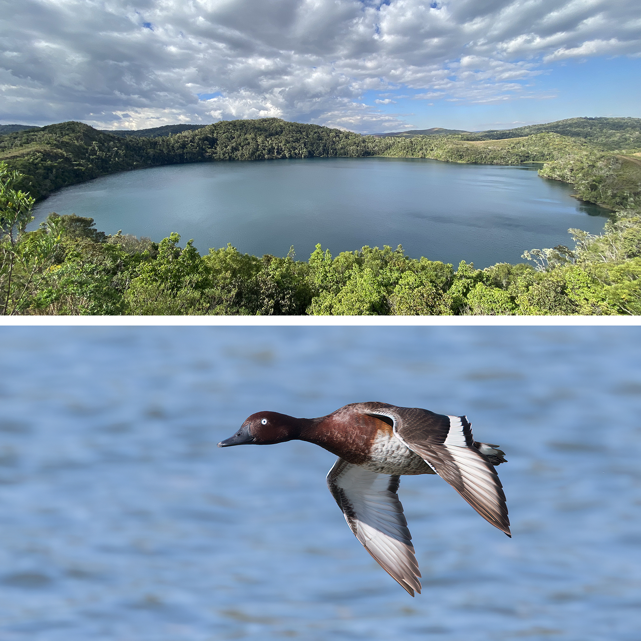 Two photos; on top is a lake surrounded by trees; below is a reddish-brown duck flying low over water