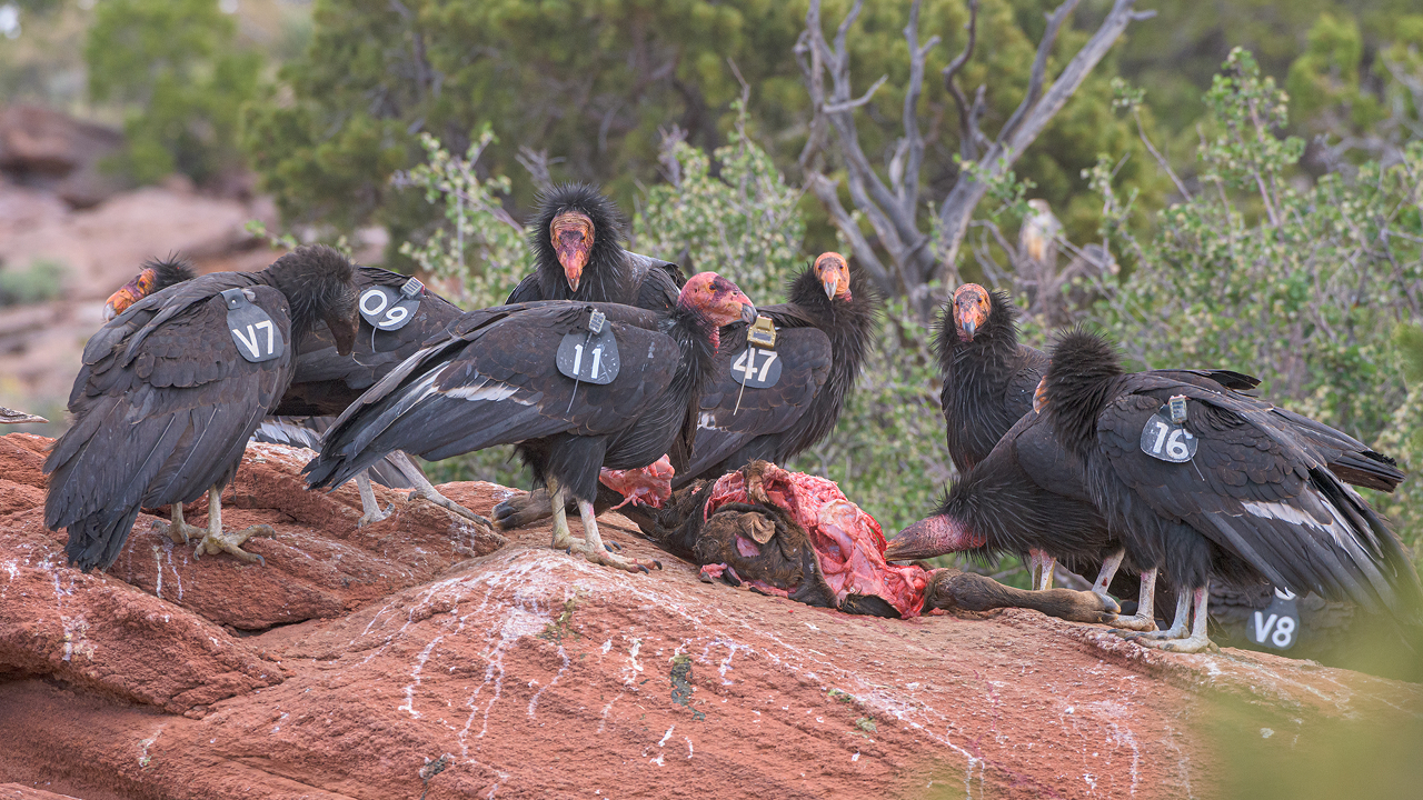 A flock of black condors surrounding the carcass of a cow