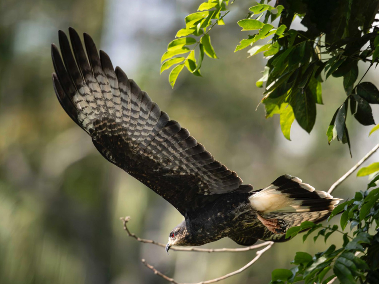 A dark and white bird of prey flying away from the camera