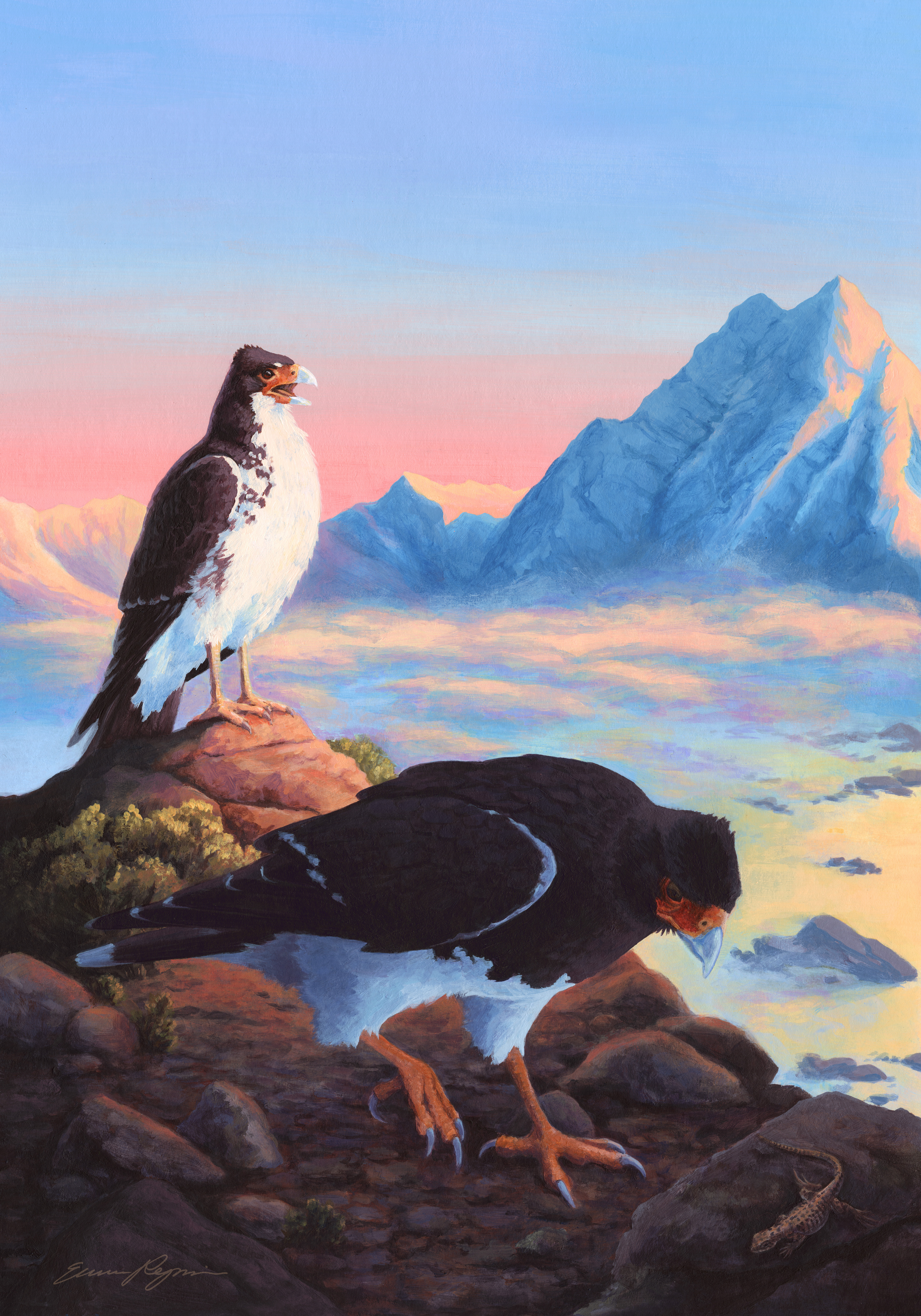 Las caracaras hermanas de los Andes (The sister caracaras of the Andes) (2024)