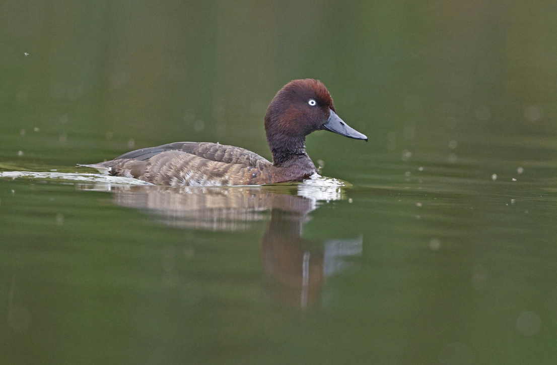 Dark brown duck swims through water