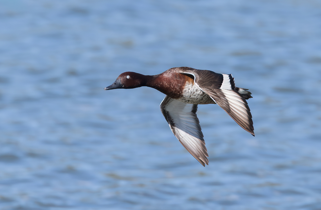 Dark duck flies through air over water