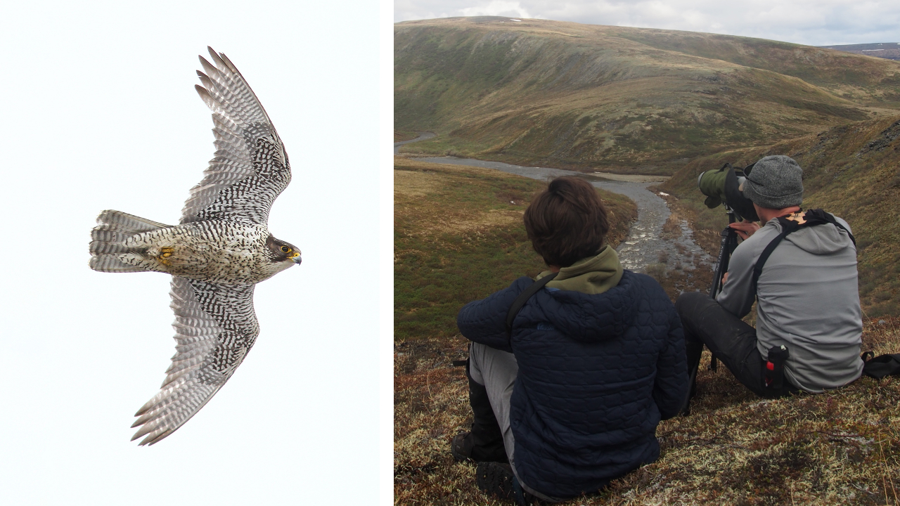 Gyrfalcon Prey Likely to Respond Differently to Climate Change | The ...